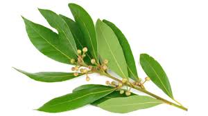 Bay Leaves, Premium Quality, Naturally Grown from the Mountains of Crete, Greece - Sundried to Preserve Flavor and Aroma - Versatile Ingredient for Cooking and Health Benefits, 8 oz by Alpha Omega Imports ALPHA OMEGA IMPORTS